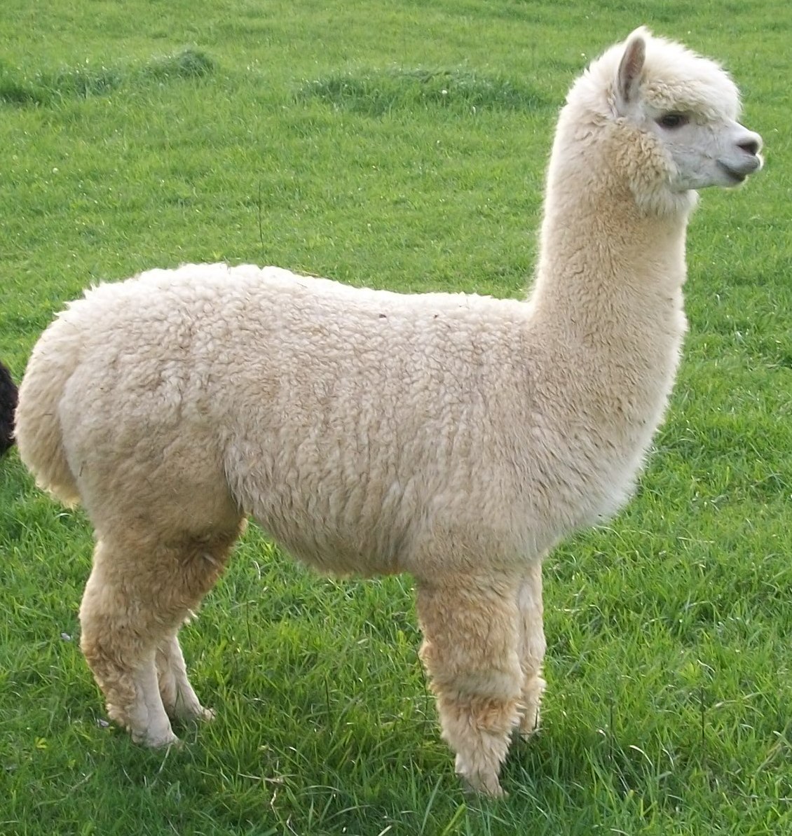 Test Title