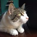 Kitty Vine 2