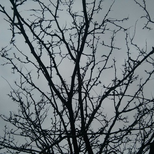 Reverie In White