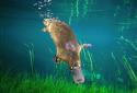 Platypus