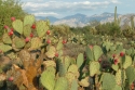 It certainly doesn't grow as fast as corn, but takes way less water... Cacti