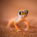 Geckoooo!