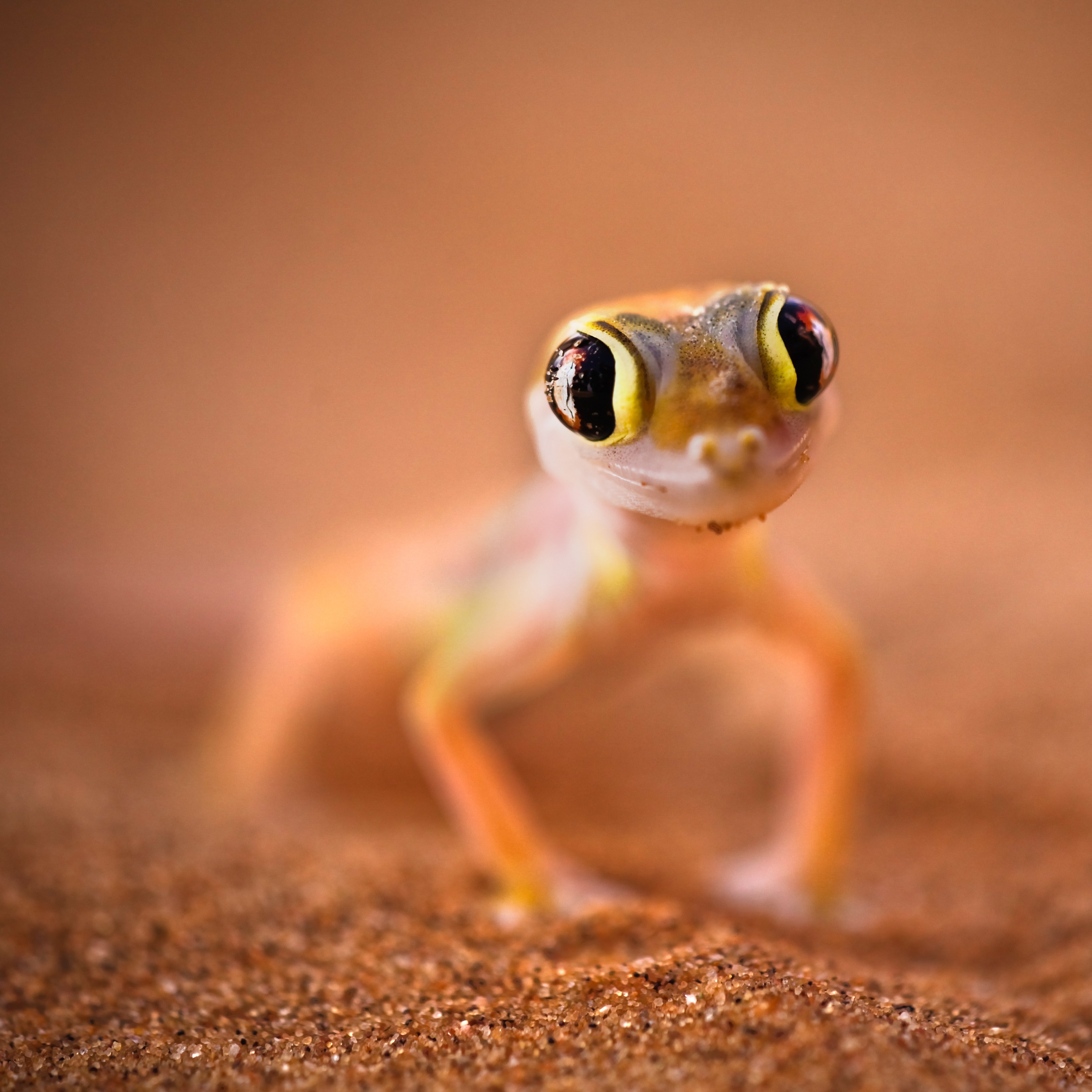 Geckoooo!